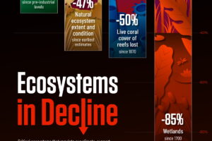 GSCC-50-Years-of-Biodiversity-in-Decline-20250124.jpg