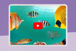 Relaxing-Classroom-Music-Videos_v2.jpg