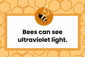 bee-facts-feature.jpg
