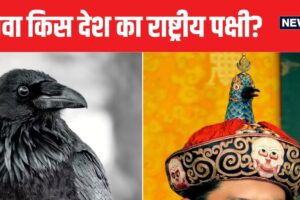 crow-2025-07-1d474300af72d2628fed8bbd8a754d1f-16×9.jpg