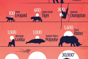 VORO_Most-Endangered-Animals_WEB.jpg