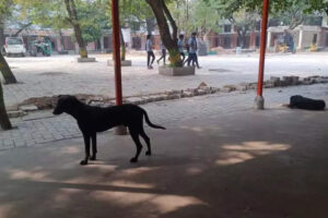 tamil-nadu-govt-wants-teachers-to-control-dogs.jpg tamil-nadu-govt-wants-teachers-to-control-dogs.jpg