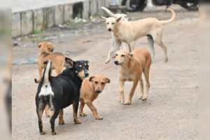 9-year-old-mauled-by-stray-dogs-in-bundi-school-critical.jpg