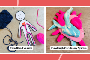 Circulatory-System-Activities-1-800×450.png