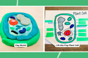 Plant-Cell-Project-Ideas.png